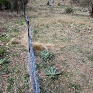 Verbascum thapsus subsp. thapsus at Hackett, ACT - 11 Oct 2024 03:22 PM