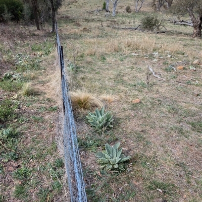 Verbascum thapsus subsp. thapsus (Great Mullein, Aaron's Rod) at Hackett, ACT - 11 Oct 2024 by Avery