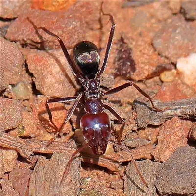 Iridomyrmex purpureus (Meat Ant) at The Rock, NSW - 7 Oct 2024 by ConBoekel