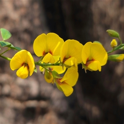 Goodia lotifolia (Golden Tip) at Rossi, NSW - 11 Oct 2024 by Csteele4