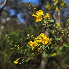 Goodia lotifolia at Rossi, NSW - 11 Oct 2024