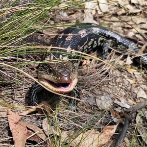 Tiliqua nigrolutea at Captains Flat, NSW - 11 Oct 2024 11:58 AM