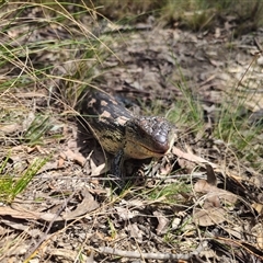 Tiliqua nigrolutea at Captains Flat, NSW - 11 Oct 2024 11:58 AM