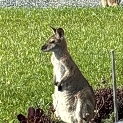 Macropus giganteus at Lorne, NSW - 1 Oct 2024 by Butlinz