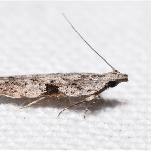 Anarsia molybdota at Jerrabomberra, NSW - suppressed