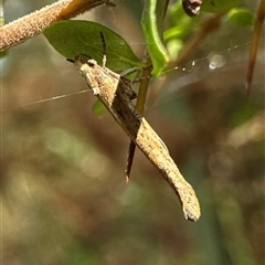 Zelleria cynetica (Rectangular Ermine Moth) at Tantawangalo, NSW - 8 Oct 2024 by Pirom