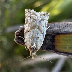 Merophyas divulsana (Lucerne Leafroller) at Tantawangalo, NSW - 9 Oct 2024 by Pirom