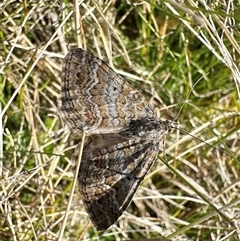 Chrysolarentia leptophrica (Rippled Carpet) at Tantawangalo, NSW - 9 Oct 2024 by Pirom