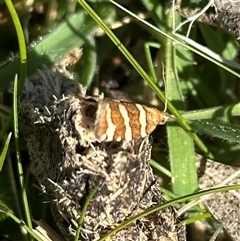 Subfurcatana subfurcatana (A Tortricid moth) at Tantawangalo, NSW - 9 Oct 2024 by Pirom