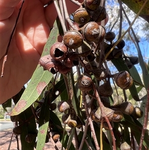 Eucalyptus macrorhyncha subsp. macrorhyncha at Higgins, ACT - 11 Oct 2024 04:02 PM