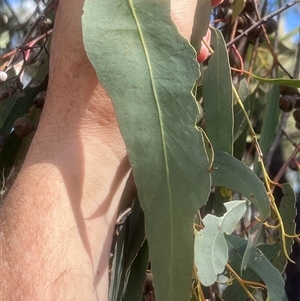 Eucalyptus macrorhyncha subsp. macrorhyncha at Higgins, ACT - 11 Oct 2024