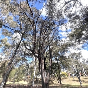 Eucalyptus macrorhyncha subsp. macrorhyncha at Higgins, ACT - 11 Oct 2024