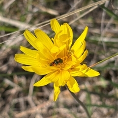 Microseris walteri (Yam Daisy, Murnong) at Bruce, ACT - 11 Oct 2024 by JVR