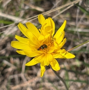 Microseris walteri at Bruce, ACT - 11 Oct 2024