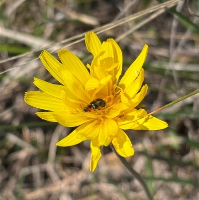 Microseris walteri (Yam Daisy, Murnong) at Bruce, ACT - 11 Oct 2024 by JVR