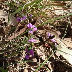 Glycine clandestina (Twining Glycine) at Hall, ACT - 14 Sep 2024 by AndyRussell