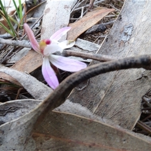 Caladenia fuscata at Hall, ACT - 14 Sep 2024