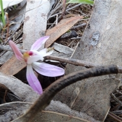 Caladenia fuscata at Hall, ACT - 14 Sep 2024