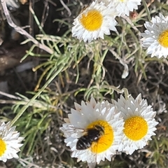 Bombyliidae (family) (Unidentified Bee fly) at Yarralumla, ACT - 8 Oct 2024 by galah681