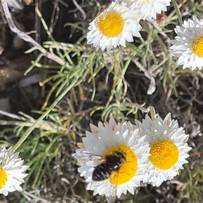 Bombyliidae (family) (Unidentified Bee fly) at Yarralumla, ACT - 8 Oct 2024 by galah681