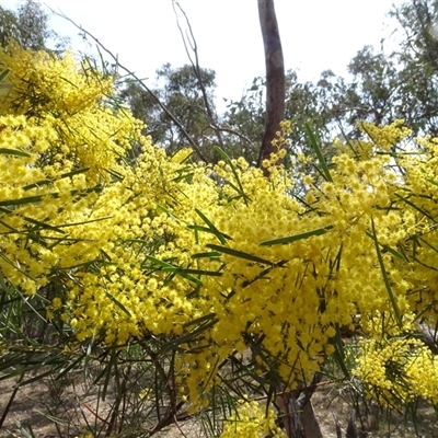 Acacia boormanii (Snowy River Wattle) at Hall, ACT - 14 Sep 2024 by AndyRussell