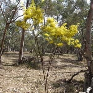 Acacia boormanii at Hall, ACT - 14 Sep 2024 11:32 AM