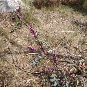 Indigofera australis subsp. australis at Hall, ACT - 14 Sep 2024 11:35 AM