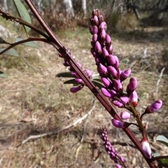Indigofera australis subsp. australis at Hall, ACT - 14 Sep 2024 11:35 AM