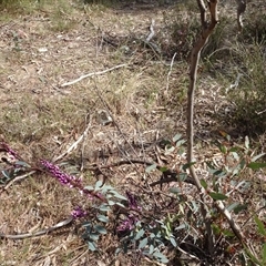 Indigofera australis subsp. australis at Hall, ACT - 14 Sep 2024 11:35 AM