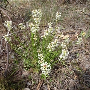 Stackhousia monogyna at Hall, ACT - 14 Sep 2024 11:43 AM