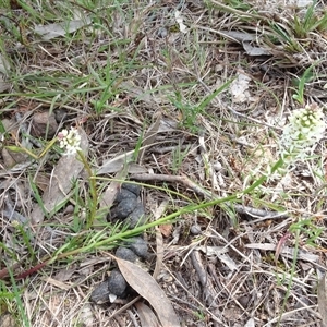 Stackhousia monogyna at Hall, ACT - 14 Sep 2024 11:43 AM