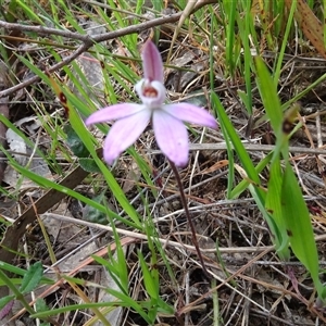 Caladenia fuscata at Hall, ACT - suppressed