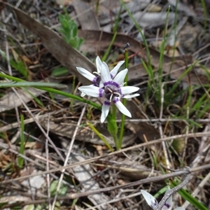 Wurmbea dioica subsp. dioica at Hall, ACT - 14 Sep 2024 11:46 AM