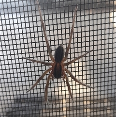 Unidentified Wolf spider (Lycosidae) at Fraser Range, WA - 11 Oct 2024 by VanceLawrence