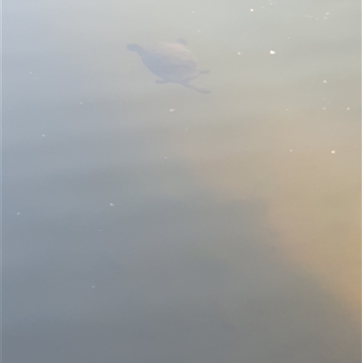 Chelodina longicollis (Eastern Long-necked Turtle) at Nicholls, ACT - 11 Oct 2024 by Kelly123456