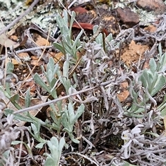 Chrysocephalum apiculatum at Kingsdale, NSW - 11 Oct 2024