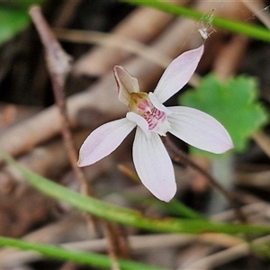 Caladenia fuscata at Kingsdale, NSW - 11 Oct 2024