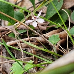 Caladenia fuscata at Kingsdale, NSW - 11 Oct 2024