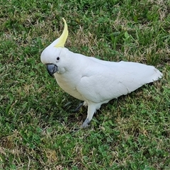 Cacatua galerita (Sulphur-crested Cockatoo) at Isaacs, ACT - 11 Oct 2024 by Mike