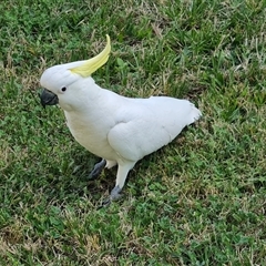 Cacatua galerita at Isaacs, ACT - 11 Oct 2024 06:00 PM