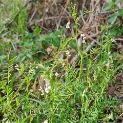 Vicia disperma (Two Seeded Vetch) at Isaacs, ACT - 11 Oct 2024 by Mike