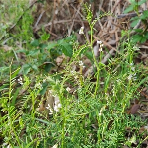 Vicia disperma at Isaacs, ACT - 11 Oct 2024