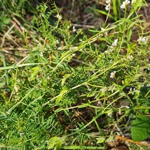 Vicia disperma at Isaacs, ACT - 11 Oct 2024