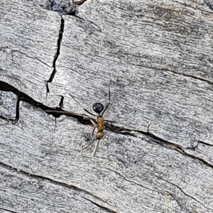 Polyrhachis semiaurata at Isaacs, ACT - 11 Oct 2024