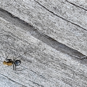 Polyrhachis semiaurata at Isaacs, ACT - 11 Oct 2024