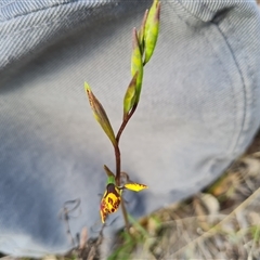 Diuris semilunulata (Late Leopard Orchid) at Fadden, ACT - 11 Oct 2024 by Mike