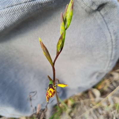 Diuris semilunulata (Late Leopard Orchid) at Fadden, ACT - 11 Oct 2024 by Mike