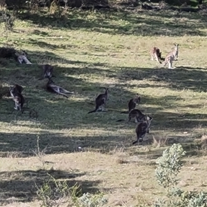 Macropus giganteus at Isaacs, ACT - 11 Oct 2024