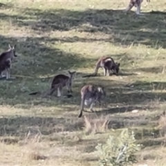 Macropus giganteus at Isaacs, ACT - 11 Oct 2024