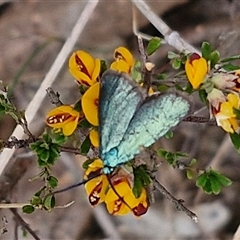 Pollanisus (genus) (A Forester Moth) at Kingsdale, NSW - 11 Oct 2024 by trevorpreston